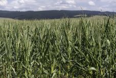 Nagy szükség lenne a csapadékra Hargita megyében