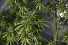 Legalizálták a marihuánát Thaiföldön orvosi célra