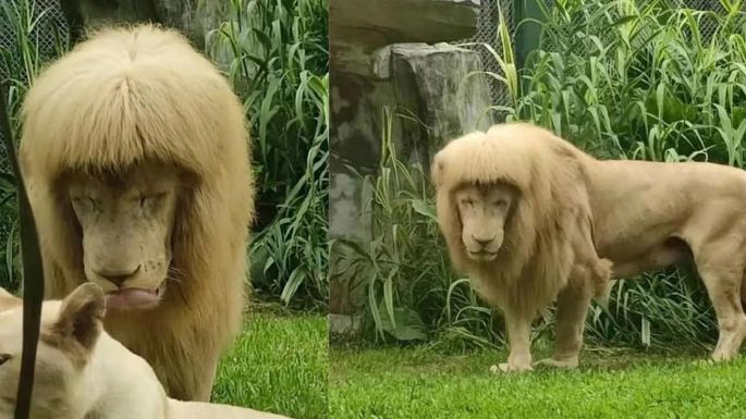 Sörény helyett botcsinálta frufru: az állatkert tagadja, hogy megnyírták volna az oroszlánt