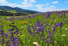 Miért tépjük le, ha a réten is csodálhatjuk? – Bár ingyen van a virág, nem a jussunk, nincs jogunk letarolni