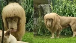 Sörény helyett botcsinálta frufru: az állatkert tagadja, hogy megnyírták volna az oroszlánt