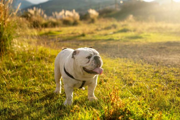 A mopszlinak, az angol és a francia bulldognak kétszer annyi betegsége van, mint más kutyafajtáknak