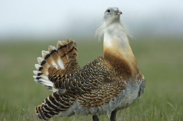 Villanyvezetéket helyeztek föld alá Nagyszalonta környékén a hazai túzokpopuláció védelmében
