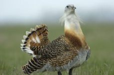 Villanyvezetéket helyeztek föld alá Nagyszalonta környékén a hazai túzokpopuláció védelmében