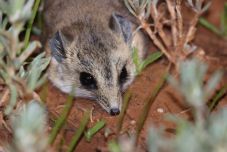 A kihalás szélére sodródott egy ausztrál erszényesfaj az elvadult macskák miatt