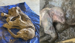 Mumifikálódott mamutbébit találtak Kanadában