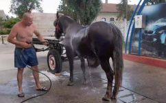 „Beparkolt” a lóval az autómosóba egy férfi, majd végigfuttatta a teljes mosóprogramot
