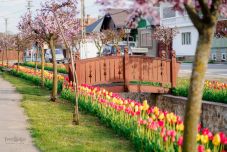 Virágba borult Kalotaszentkirály – így néz ki 58 ezer tulipán az ezer fős településen