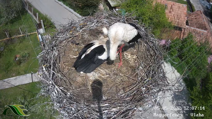 Már öt tojást költ a magyarfenesi gólyapár, Leske és Miska