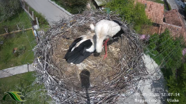 Már öt tojást költ a magyarfenesi gólyapár, Leske és Miska