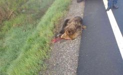 Elgázoltak egy medvét, nem találják a járművet és vezetőjét