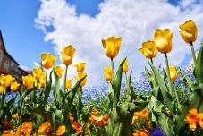 A sepsiszentgyörgyiek önkormányzati támogatással szépíthetik a zöldövezeteket