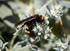 Tömegesen jelennek meg az óriásdarazsak: ne bántsa őket, az emberekre és a háziállatokra nem veszélyesek