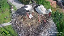 Kikelt az első két kis gólya a kamerával megfigyelt magyarfenesi fészekben