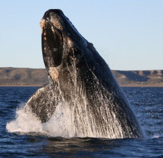 Hajóra vetette magát egy bálna, négyen megsérültek