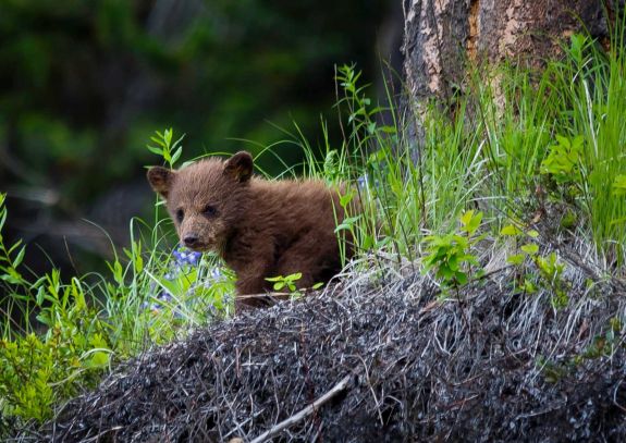 A faluban, egy útszéli fán szunyókált a medvebocs Hargita megyében