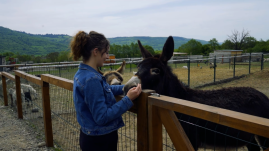 Erdély legjei – Hargita megye: a zeteváraljai Babusgató állatsimogató és állatpark