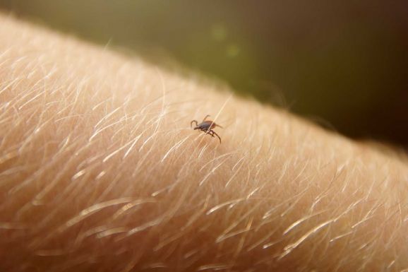 Óvatosan kiránduljon, tombol a kullancsszezon