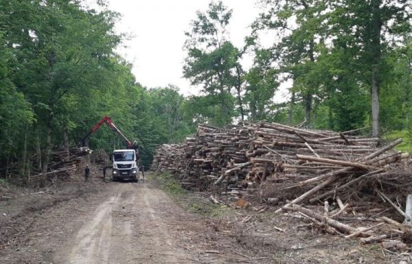 Ellopták a fatolvajok megfigyelésére használt kamerákat