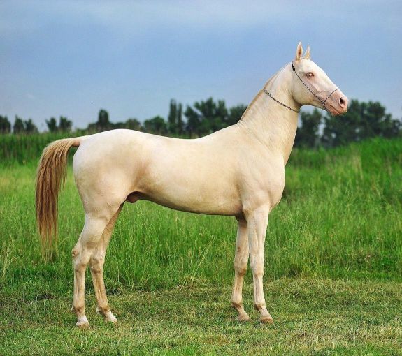 Szobrot kap a volt elnök kedvenc lova Türkmenisztánban