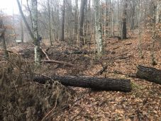 Százmillió eurót hagyott jóvá Románia számára az Európai Bizottság erdőfelújításra