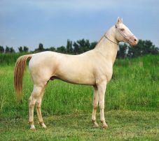 Szobrot kap a volt elnök kedvenc lova Türkmenisztánban