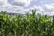Szerződésbe foglalták a Magyar Agrár- és Élettudományi Egyetem Hargita megyei tevékenységeit