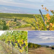 A romániai borászatok termelése nőtt leginkább Európában 2021-ben