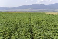 Mezőgazdasági miniszter: „a helyreállítási terv egyetlen eurócenttel sem támogatja a mezőgazdaságot”