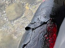 A háború áldozatokat szed a fekete-tengeri delfinek között is