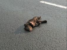 Elgázolt medvebocsot találtak Csíkszereda közelében