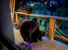 A városmenedzser teraszán nézelődtek a medvék, egyúttal megették a kutyaeledelt