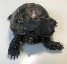 Kihalófélben levő teknősfajtát gázoltak el Nagyváradon, Marosvásárhelyen megmentették