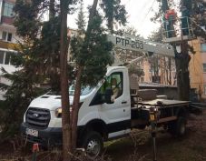 Javában zajlik a közterületeken lévő fák gondozása, metszése Marosvásárhelyen