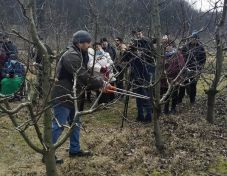 Több mint hetven gazdának  tartottak gyümölcsfametszési ismertetőt a hétvégén Marosvásárhelyen