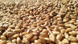 Szerbia felfüggesztette az alapvető élelmiszerek kivitelét