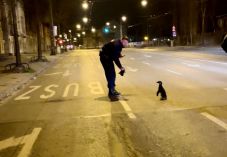 Pingvint „fogtak el” a budapesti rendőrök hajnalban