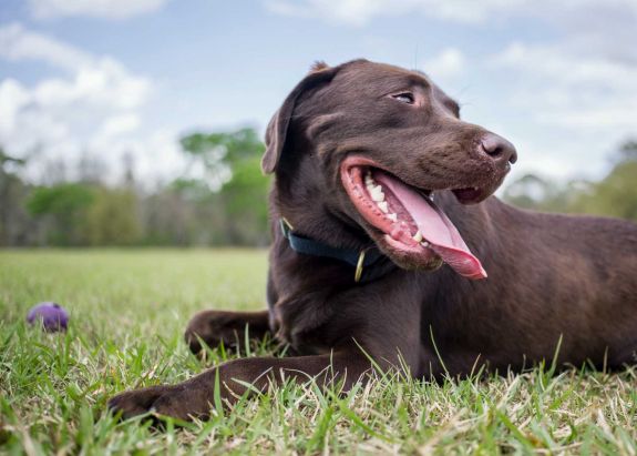 Még mindig a labrador retriever az egyik legnépszerűbb kutyafajta