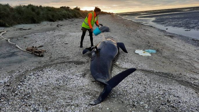 Több mint harminc delfin pusztult el Új-Zéland Déli-szigetének partjainál