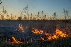 Hargita megye: tarlótűzhöz riasztották a tűzoltókat, égett az aljnövényzet