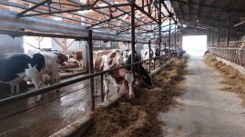 Milyen év vár a gazdákra? (X)