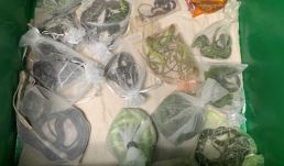 Több mint 1700 hüllőt csempészett az Egyesült Államokba egy dél-kaliforniai férfi