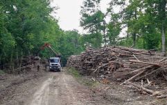 Betiltották az éjszakai faanyagszállítást a kitermelőhelyekről