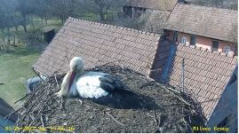 Megérkeztek a gólyák, Sáromberkéről képet is mutatunk