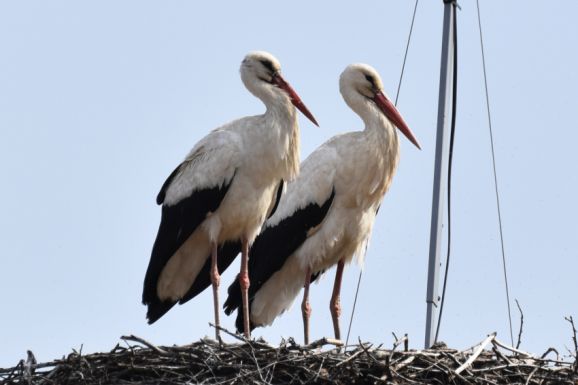 Újra egymásra talált Miska és Leske, a két magyarfenesi gólya
