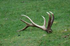 Lopás, állatkínzás: a hullajtott agancsok engedély nélküli gyűjtése illegális és természetkárosító