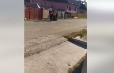 Medve garázdálkodott fényes nappal Makfalván