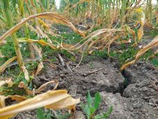 Az összesítés szerint több mint 1,1 millió hektárnyi veteményt károsított az aszály