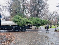 Adventre készül Csíkszereda, már megérkeztek a leendő karácsonyfák is