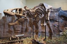 Hamis Tyrranosaurus rex csontvázat próbáltak árverésen értékesíteni